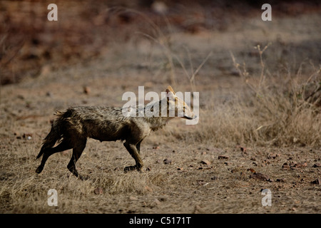 [Schakal] [Canis Aureus] in Ranthambhore Tiger Reserve, Indien Stockfoto