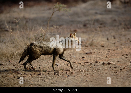 Schakal bewegen [Canis Aureus] in Ranthambhore Tiger Reserve, Indien Stockfoto