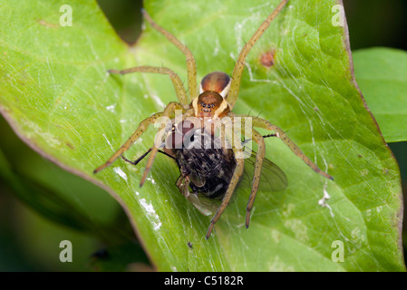 Spinne eine Fliege zu fangen Stockfoto