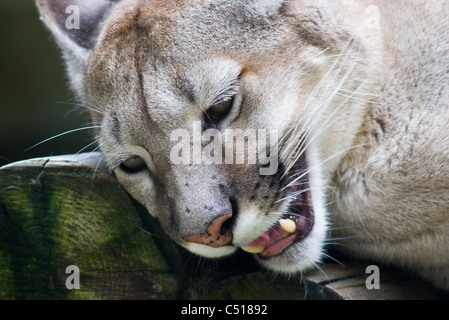 Panther, close-up Stockfoto