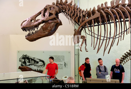 Tyrannosaurus Rex, Tyrannosaurus Bedeutung ´tyrant Lizard´ und Rex Bedeutung ´king´ in lateinischer Sprache Stockfoto