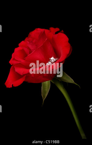 Diamant-Verlobungsring statt in eine schöne rote Rose. Stockfoto