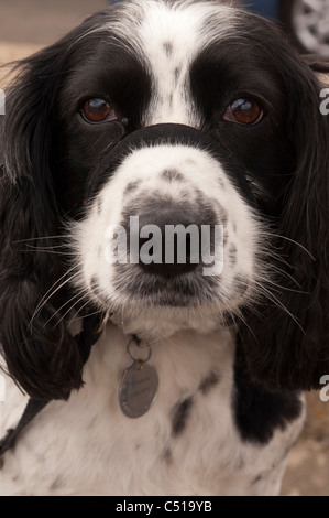 Ein English Springer Spaniel Hund trägt ein Halti führen im Vereinigten Königreich Stockfoto