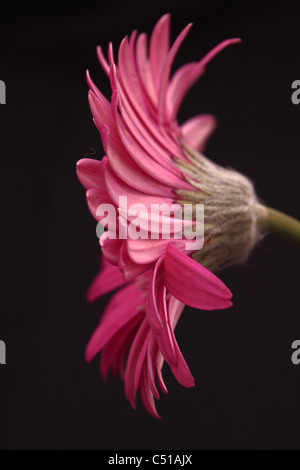 Rosa Gerbera Schuss aus Seitenwinkel auf schwarzen Hintergrund Stockfoto