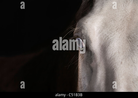 Detail der Pferdekopf Stockfoto