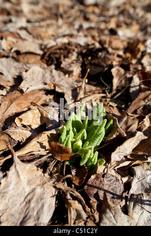 Erste Pflanzensämlinge, die im Frühjahr in Finnland aus dem Boden hervorgehen Stockfoto