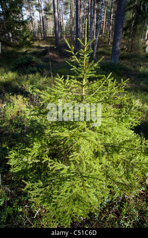 Fichte (Tanne, picea abies) Spling wächst im Wald, Finnland Stockfoto