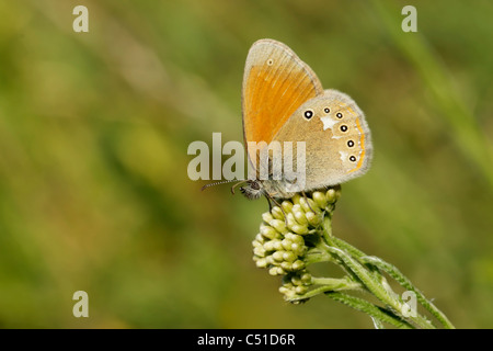 Kastanie Heide Schmetterling (Coenonympha Glycerion) Stockfoto