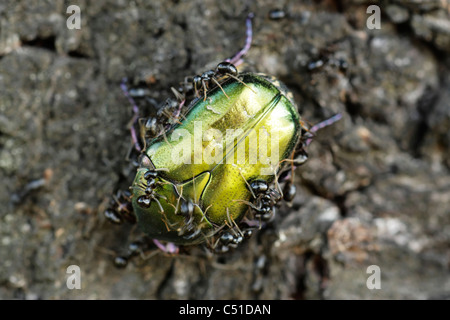 Skarabäus-Käfer (Cetonia Cuprea) von Ameisen angegriffen, Leben die Larven dieses Käfers in Ameisennester Stockfoto