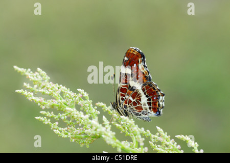 Karte der zweiten Brut männlichen zeigt Unterseite Flügel Schmetterling (Arashnia Levana) Stockfoto