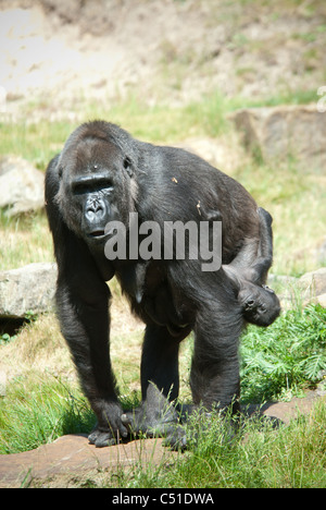 eine Mutter und ihre niedlichen Baby Gorilla in Nahaufnahme Stockfoto