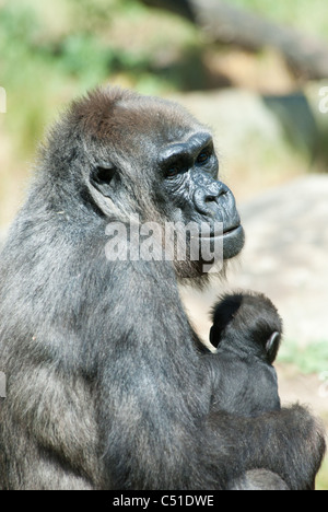 eine Mutter und ihre niedlichen Baby Gorilla in Nahaufnahme Stockfoto