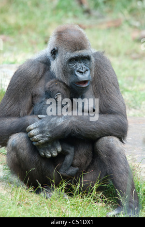 eine Mutter und ihre niedlichen Baby Gorilla in Nahaufnahme Stockfoto