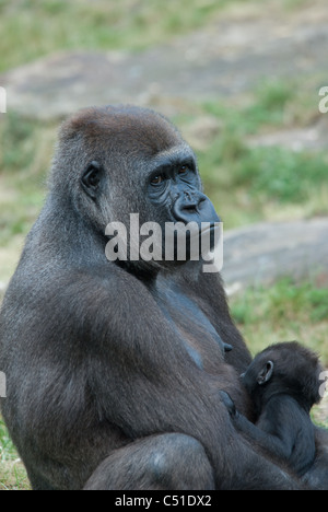 eine Mutter und ihre niedlichen Baby Gorilla in Nahaufnahme Stockfoto