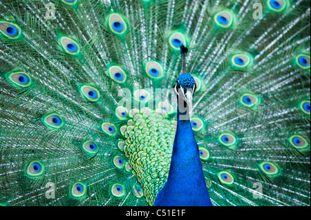 schöne männliche indische Pfau zeigt seine Federn (Pavo Cristatus) Stockfoto