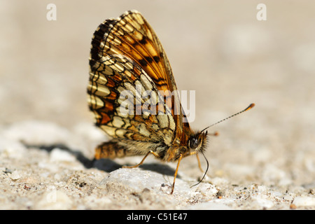 Heide Fritillary (Mellicta Athalia) Frauen auf den Boden und zeigt Unterseite der Flügel Stockfoto