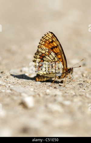 Heide Fritillary (Mellicta Athalia) Frauen auf den Boden und zeigt Unterseite der Flügel Stockfoto