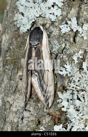 Liguster Hawkmoth (Sphinx Ligustri) Schlafplatz auf einem Baumstamm Stockfoto