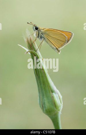 Essex Skipper (Thymelicus kleine) Stockfoto