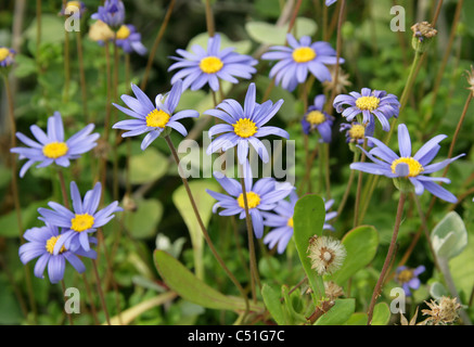 Blaues Gänseblümchen oder Blue Marguerite, Felicia Amelloides Syn F. Aethiopica, Asteraceae, Südafrika. Stockfoto