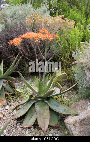 Korallen Aloe, Aloe Striata, Asphodelaceae. Western Cape, Südafrika. Sommerregen Karoo. Stockfoto