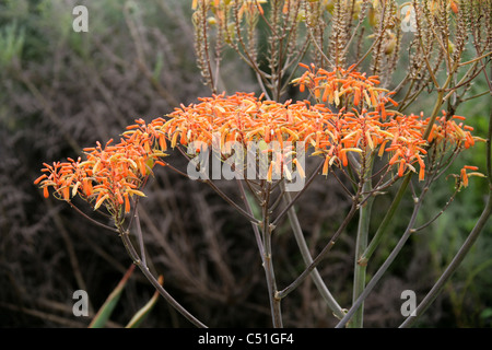 Korallen Aloe, Aloe Striata, Asphodelaceae. Western Cape, Südafrika. Sommerregen Karoo. Stockfoto