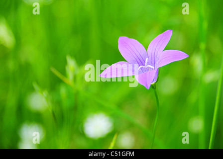 Wiesenglockenblume - Verbreitung Glockenblume 01 Stockfoto