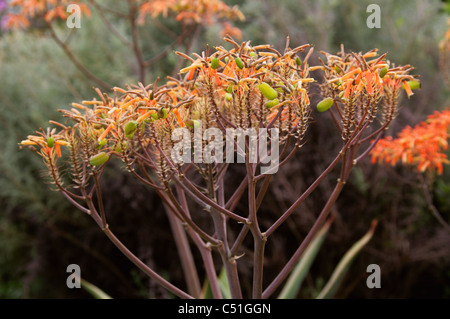 Korallen Aloe, Aloe Striata, Asphodelaceae. Western Cape, Südafrika. Sommerregen Karoo. Stockfoto