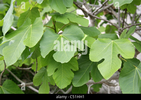 Gemeinsamen Feigen, Ficus Carica, Moraceae. Mittelmeer, Süd-West-Asien. Stockfoto