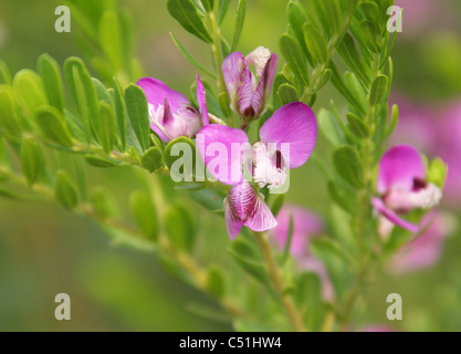 Myrte-Blatt Kreuzblume, Cape Kreuzblume, September Bush oder Papagei Bush, Polygala Myrtifolia, Polygalaceae Western Cape, Südafrika Stockfoto