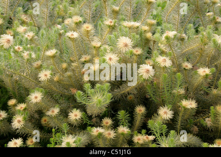 Phylica oder Featherhead Bush Phylica Pubescens, Rhamnaceae, Neuseeland, Südafrika, USA. Stockfoto