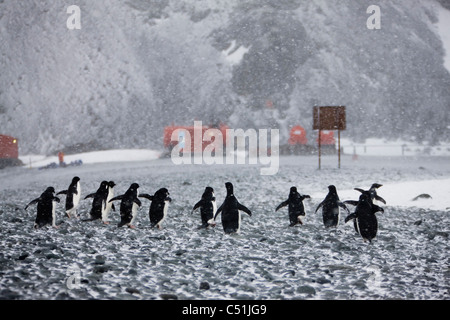 Lustige Rückansicht Gruppe der Kinnriemen Pinguine entfernt zusammen laufen in windigen Antarktischen Schneesturm auf Rocky beach Red base station Antarktis Hintergrund Stockfoto