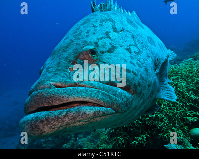 Riesige Zackenbarsche (Epinephelus tukula) am Great Barrier Reef Australien Stockfoto