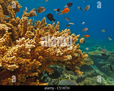 Stony Coral Kolonien und einer Vielzahl bunter Fische am Great Barrier Reef Australien Stockfoto