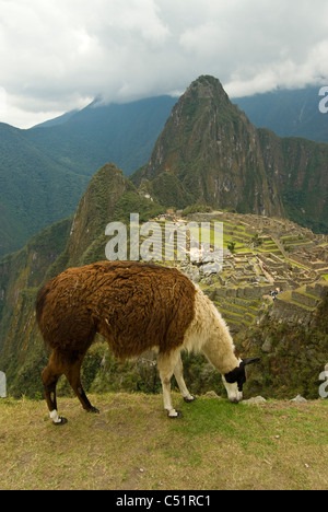 Lama Beweidung in Machu Picchu Ruinen in den peruanischen Anden Stockfoto