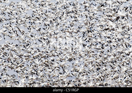 Schneegänse (Chen Caerulescens) im Flug über Fort Boise Wildlife Management Area in SW in Idaho Stockfoto