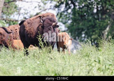 Amerikanische Bisons, Mutter und Kalb auf der Wiese weiden Stockfoto
