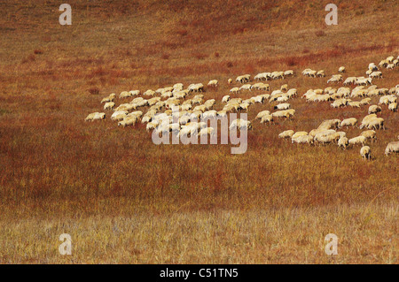 Schafe im Bashang Grasland, Hebei, China. Stockfoto