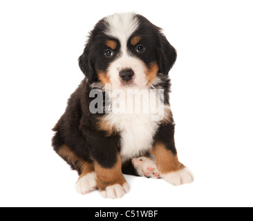 6 Wochen alten Berner Sennenhund Welpe isoliert auf weiss Stockfoto