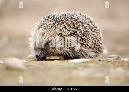 Igel, Erinaceus Europaeus, einziges Säugetier, Midlands, Juni 2011 Stockfoto