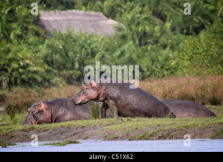 Flusspferd (Hippopotamus Ampibius) Saadani Nationalpark Tansania wieder Boden Saadani River lodge Stockfoto