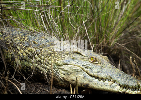 Nil-Krokodil (Crocodylus Niloticus) Saadani Nationalpark Tansania Stockfoto