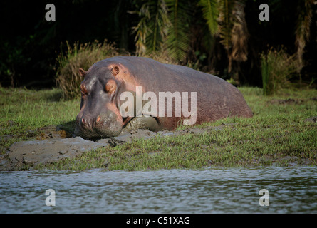Flusspferd (Hippopotamus Ampibius) Saadani Nationalpark Tansania Stockfoto
