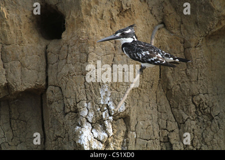 Pied Kingfisher (Ceryle Rudis) Saadani Tansania neben nistenden Loch. Stockfoto