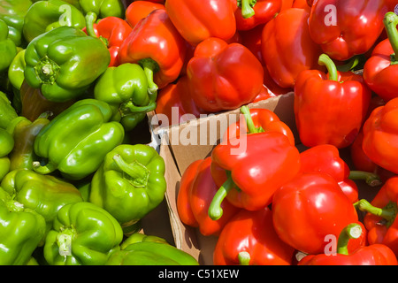 Frische rote und grüne Paprika am öffentlichen Markt in Rochester New York Stockfoto