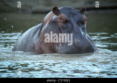 Flusspferd (Hippopotamus Ampibius) Saadani Nationalpark Tansania Stockfoto