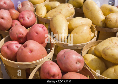 Kartoffeln in Körben auf öffentlichen Markt in Rochester New York Stockfoto