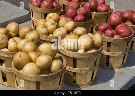 Rot und weiß in öffentlichen Markt in Rochester neue Yorkpotatoes in Körben Stockfoto