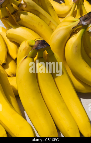 Trauben von Bananen am öffentlichen Markt in Rochester New York Stockfoto