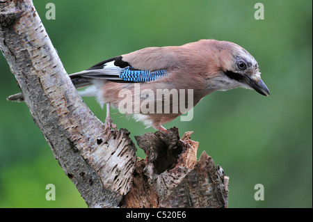 Eichelhäher (Garrulus Glandarius) auf der Suche nach Hohlräume auf Baumstamm zum Speichern von Muttern Stockfoto